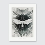 A monochrome illustration of various insects, prominently featuring moths, created by Ernst Haeckel.