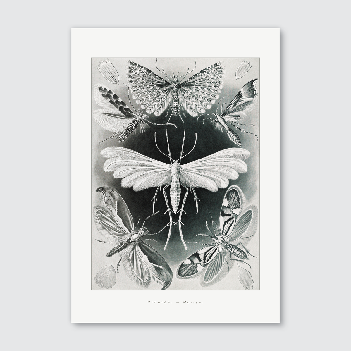 A monochrome illustration of various insects, prominently featuring moths, created by Ernst Haeckel.