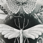 Tineida–Motten