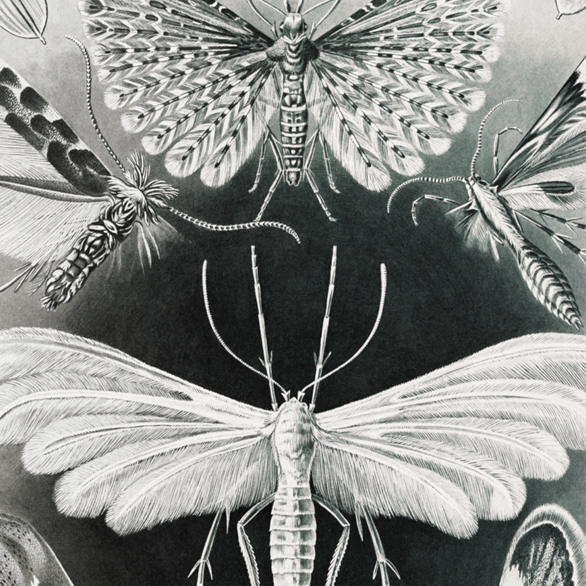 Tineida–Motten