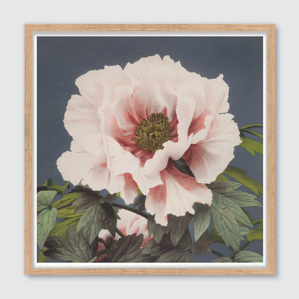 Tree Peony (Single)