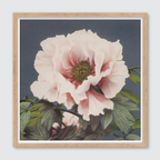 Tree Peony (Single)