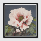 Tree Peony (Single)