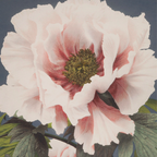 Tree Peony (Single)
