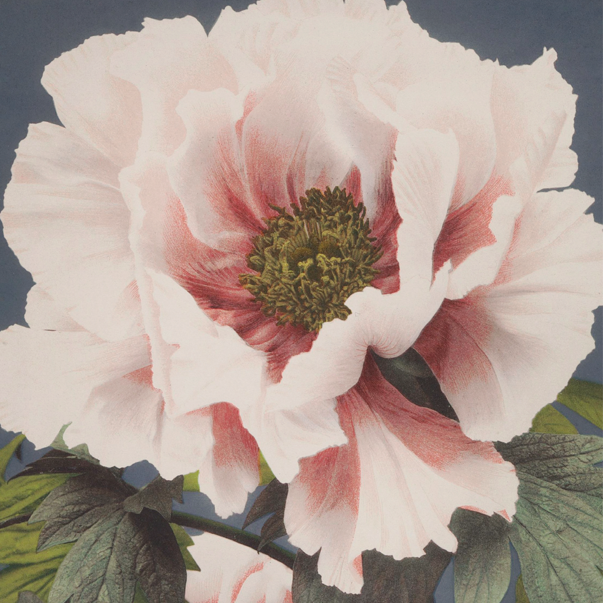 Tree Peony (Single)