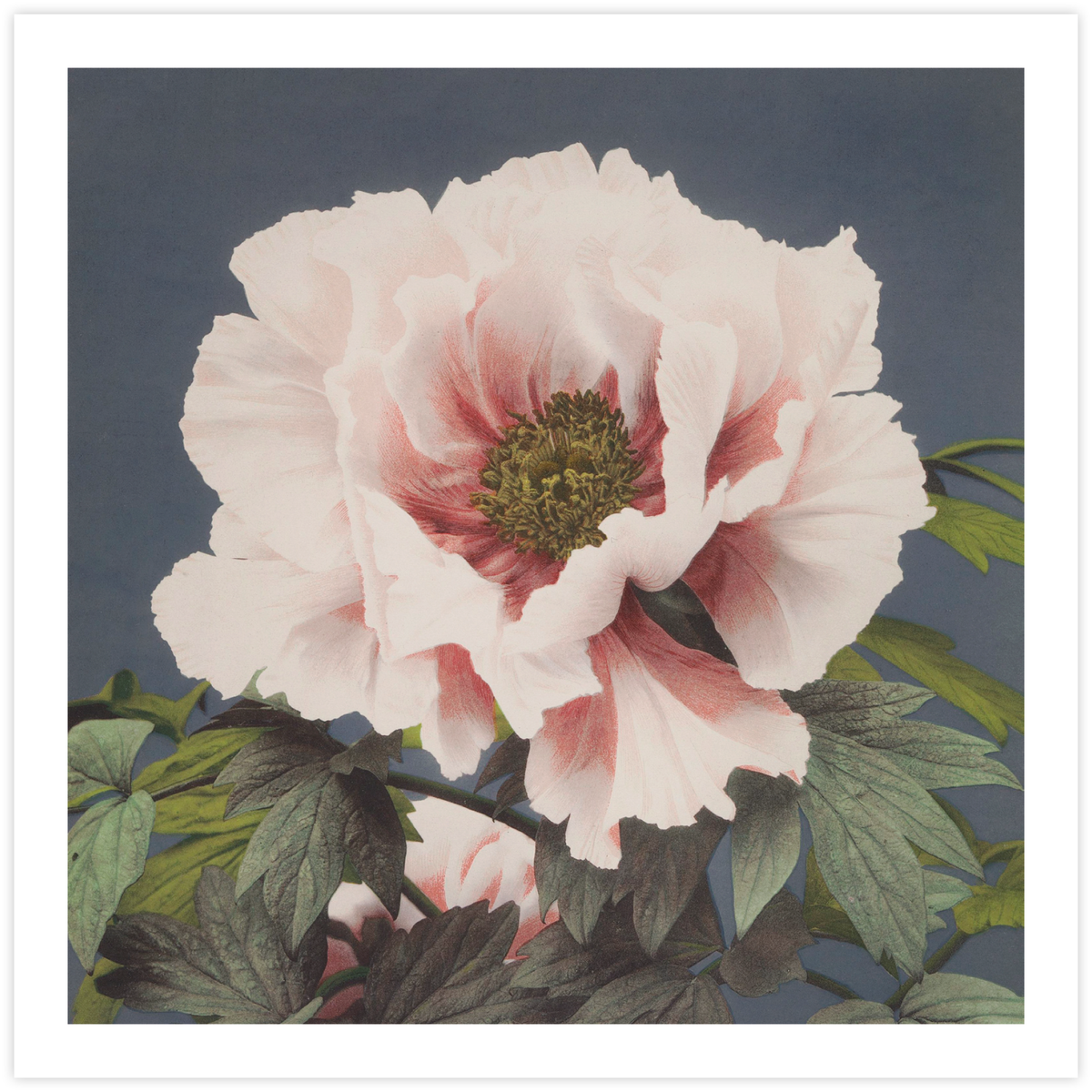 Tree Peony (Single)
