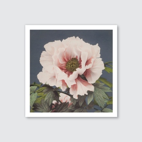 Tree Peony (Single)