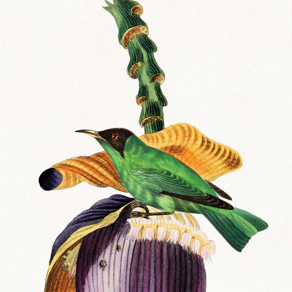 Treecreeper Bird