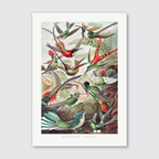 A vibrant and detailed illustration of various hummingbirds in flight, with iridescent plumage in greens, blues, and pinks, from Ernst Haeckel’s Kunstformen der Natur.