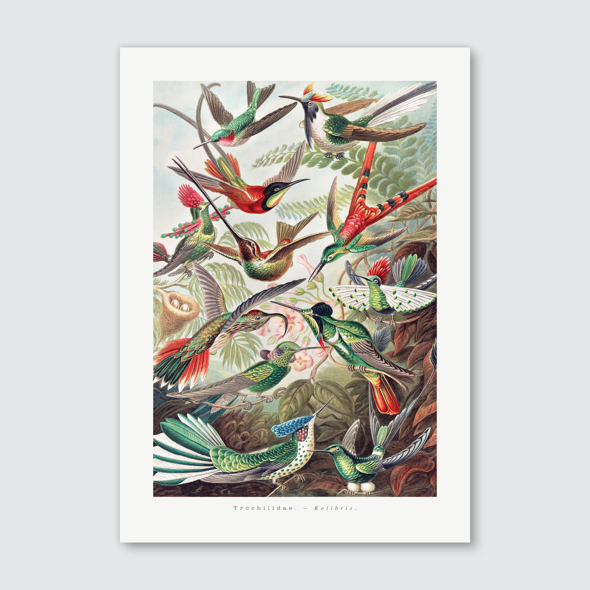 A vibrant and detailed illustration of various hummingbirds in flight, with iridescent plumage in greens, blues, and pinks, from Ernst Haeckel’s Kunstformen der Natur.