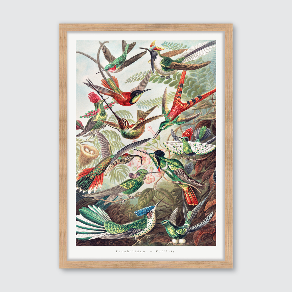Trochilidae–Kolibris