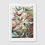Trochilidae–Kolibris