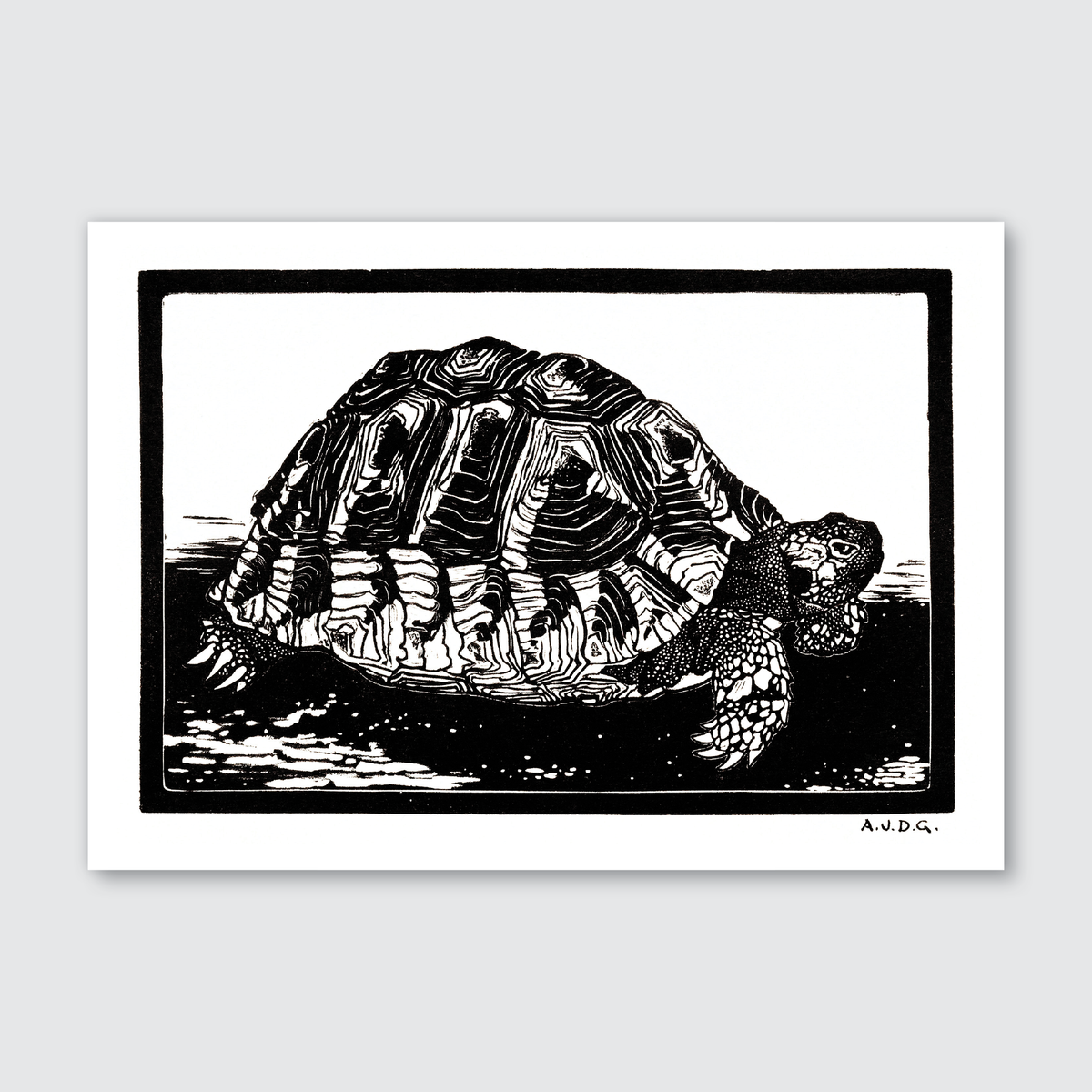 A black and white woodcut print of a turtle by Julie de Graag.