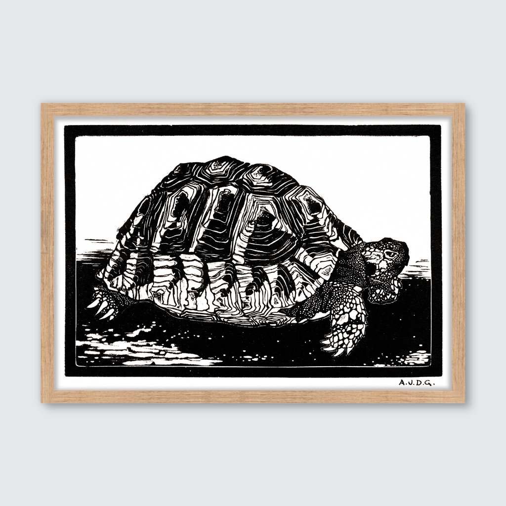 Turtle