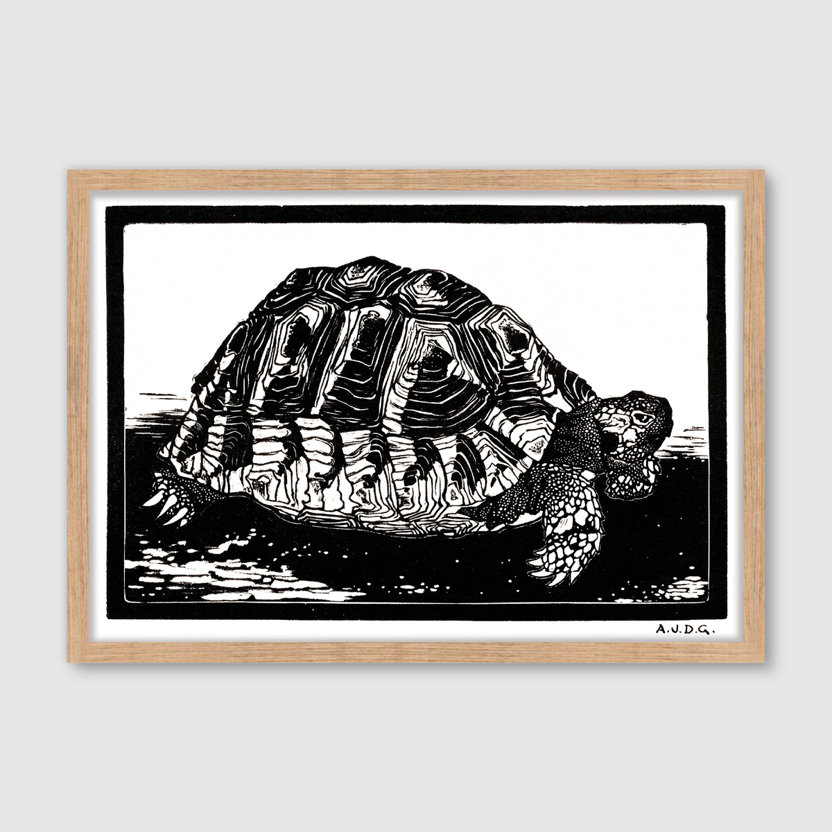 Turtle