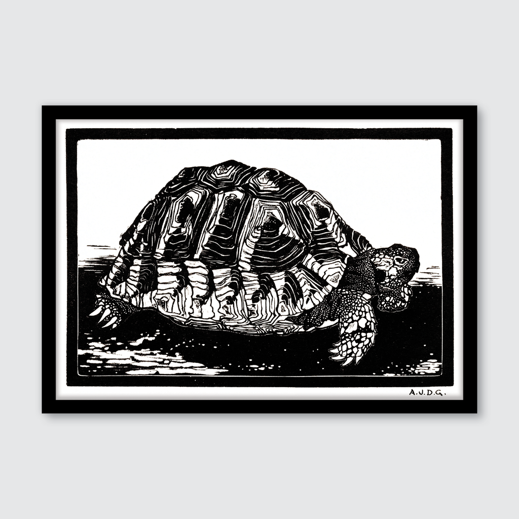 Turtle