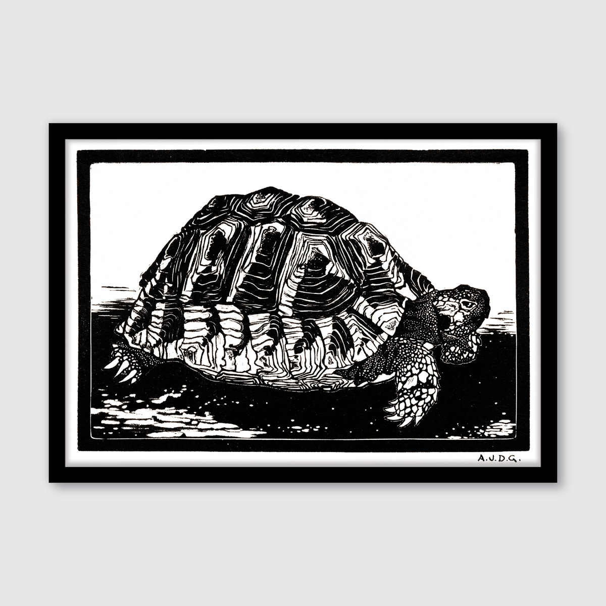 Turtle