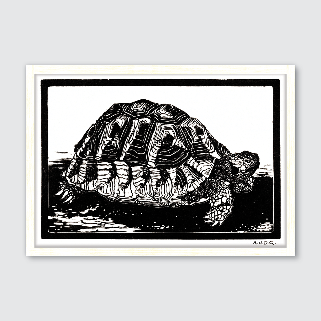 Turtle