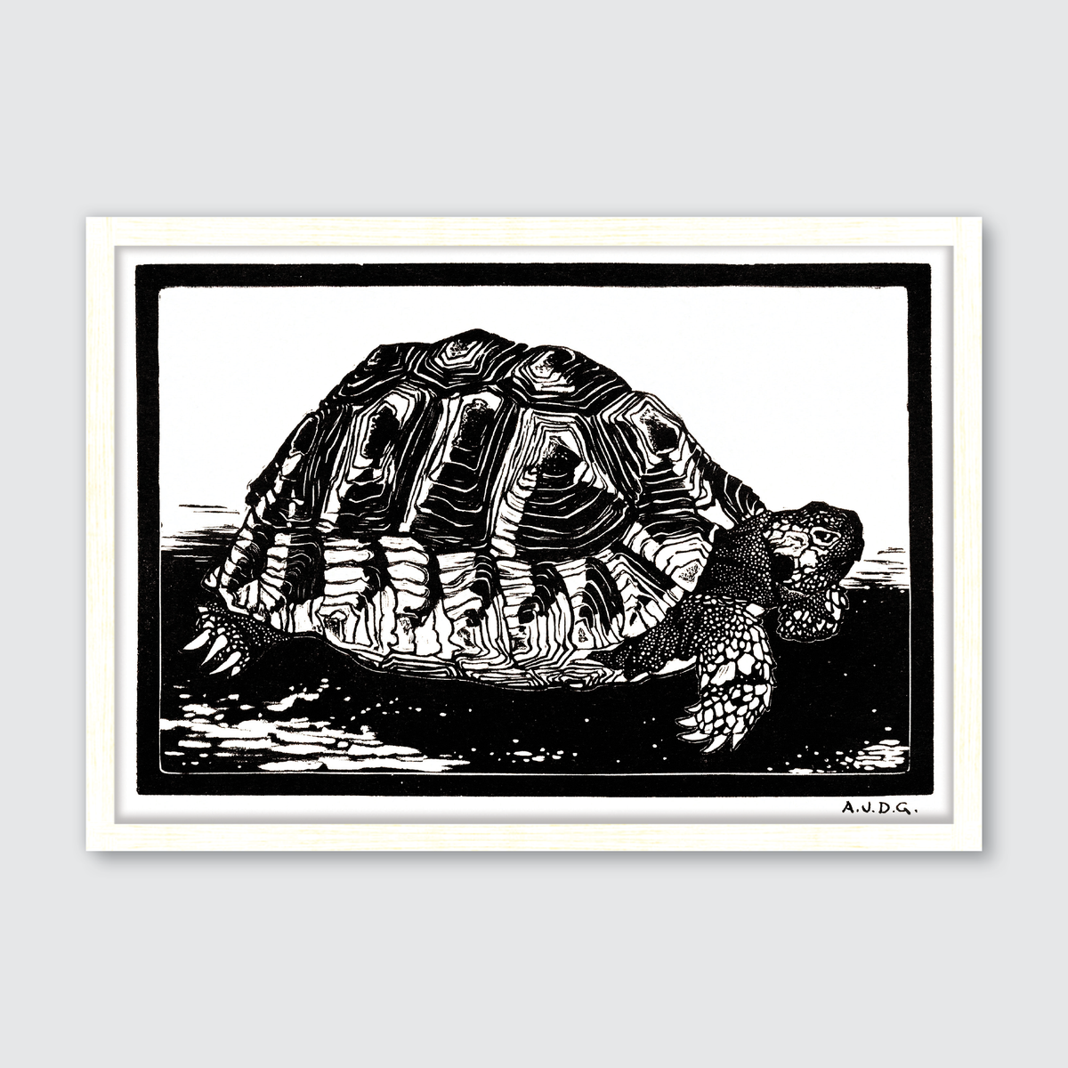 Turtle