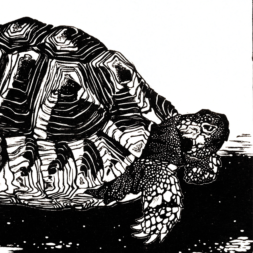 Turtle