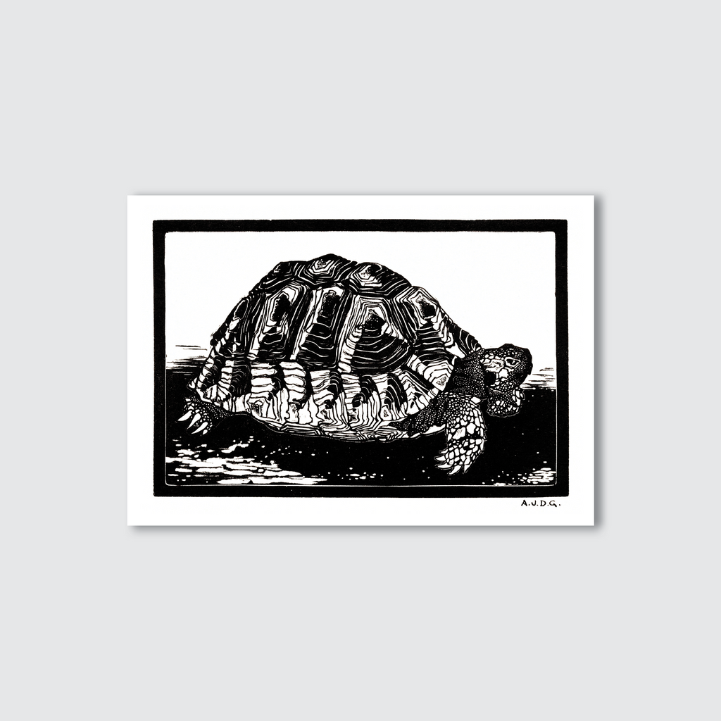 Framed black and white illustration of a tortoise on a light gray background
