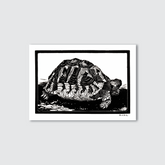 Framed black and white illustration of a tortoise on a light gray background