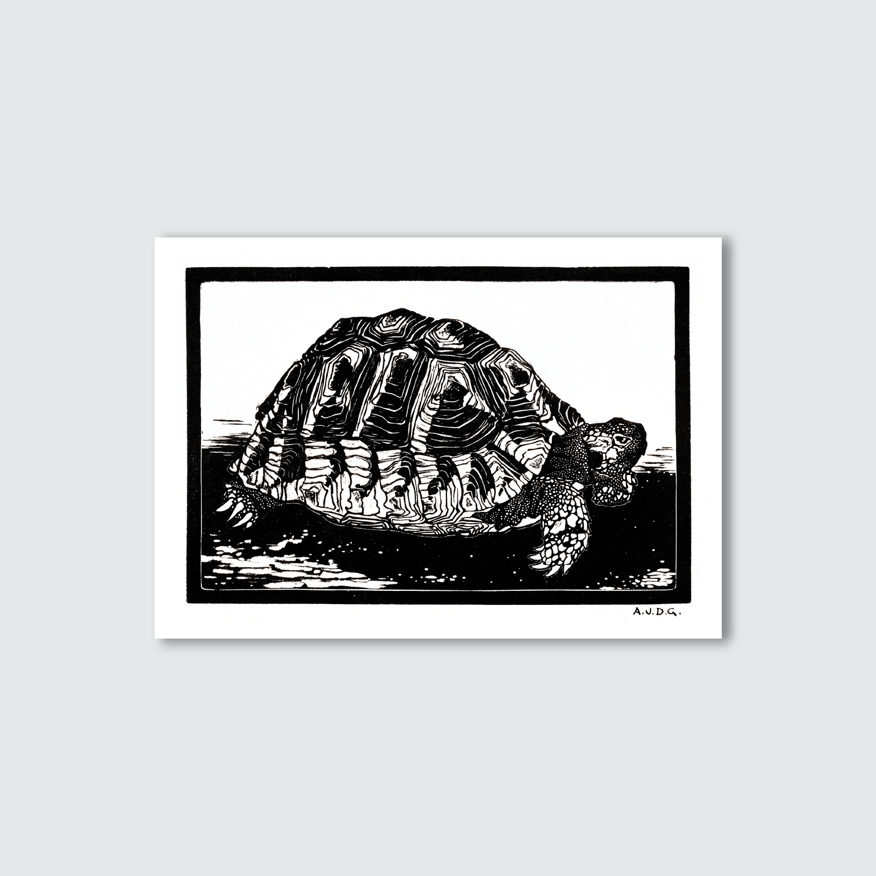 Framed black and white illustration of a tortoise on a light gray background