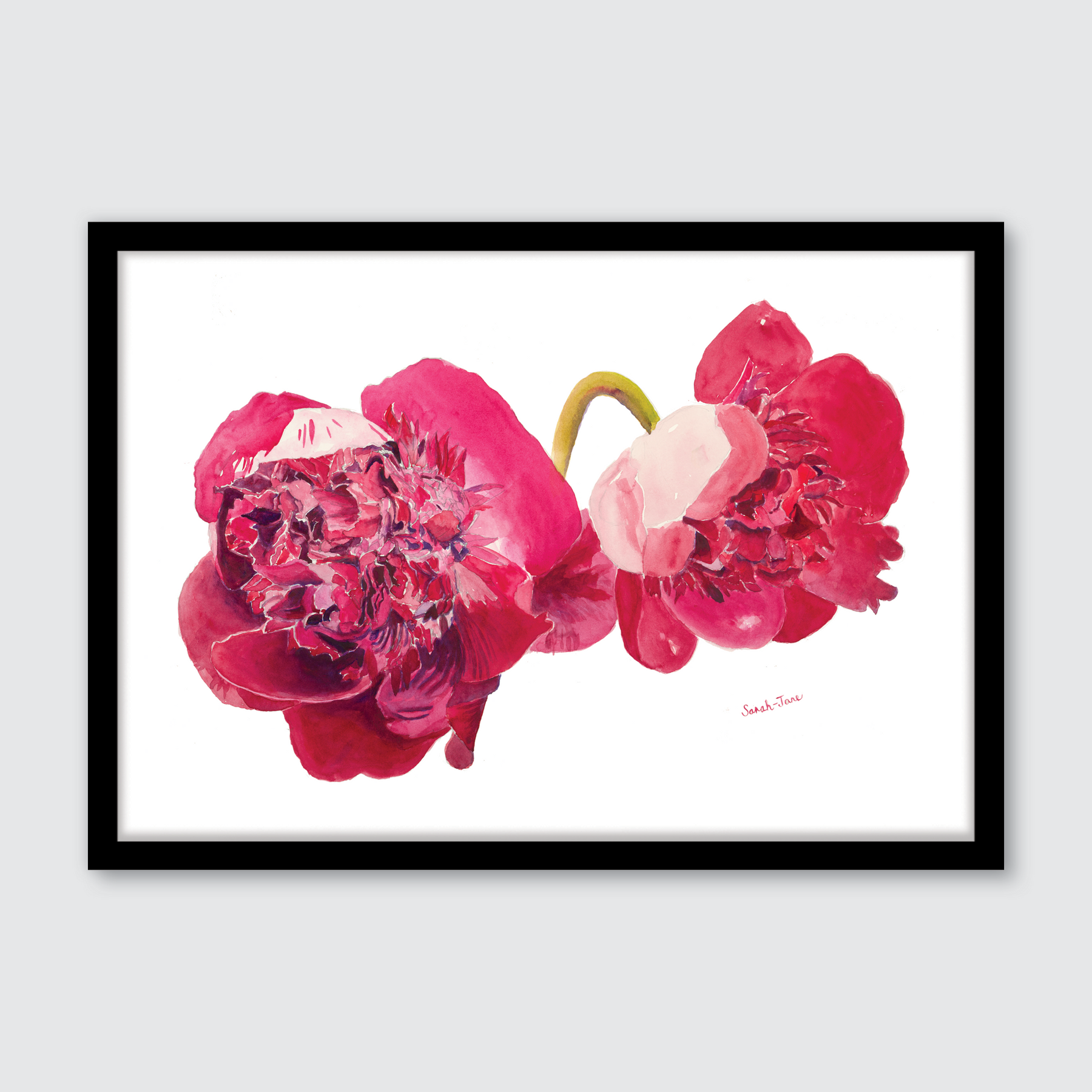 Two Peonies