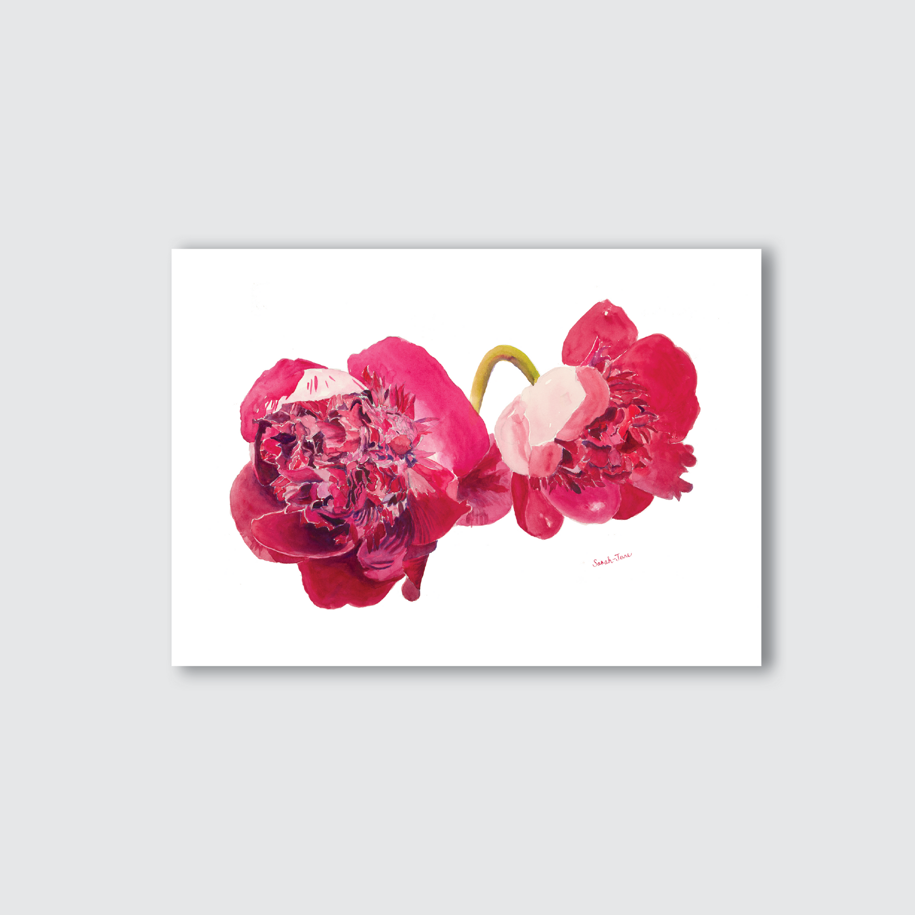 A watercolour painting of two peonies with a focus on the flowers, using natural white, smooth finish paper.