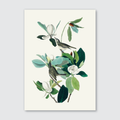 A print of John James Audubon's Warbling Flycatcher illustration, featuring a bird with soft olive-brown feathers perched on a branch with green leaves against a plain background.
