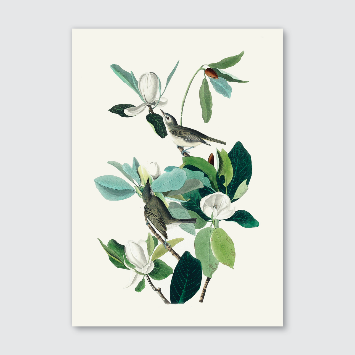 A print of John James Audubon's Warbling Flycatcher illustration, featuring a bird with soft olive-brown feathers perched on a branch with green leaves against a plain background.