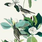 Warbling Flycatcher