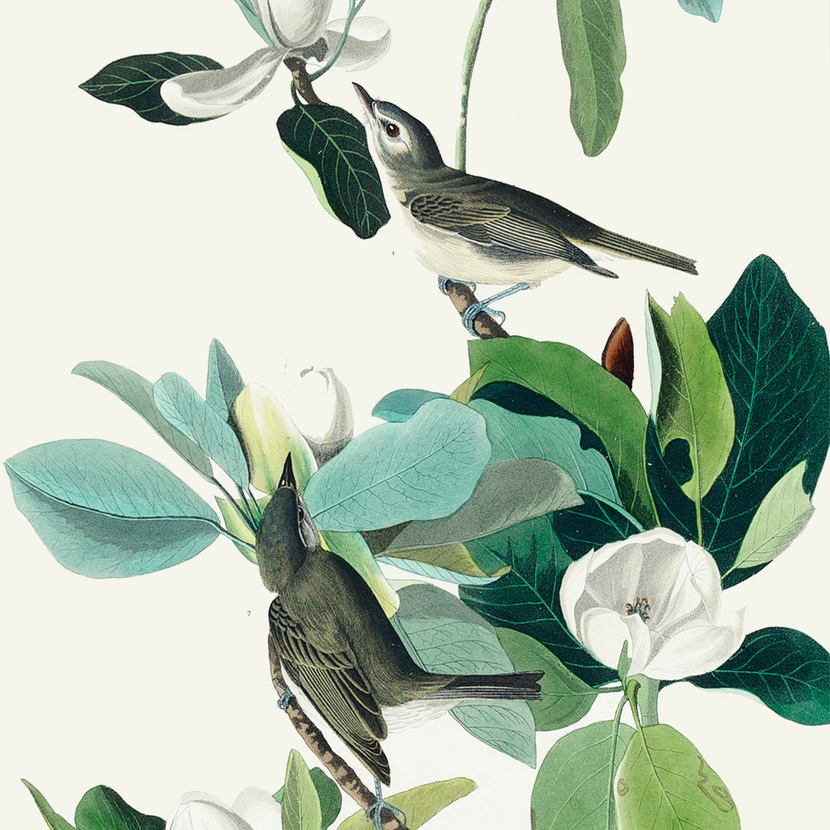 Warbling Flycatcher