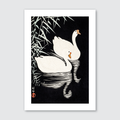 White Chinese Geese Swimming by Reeds