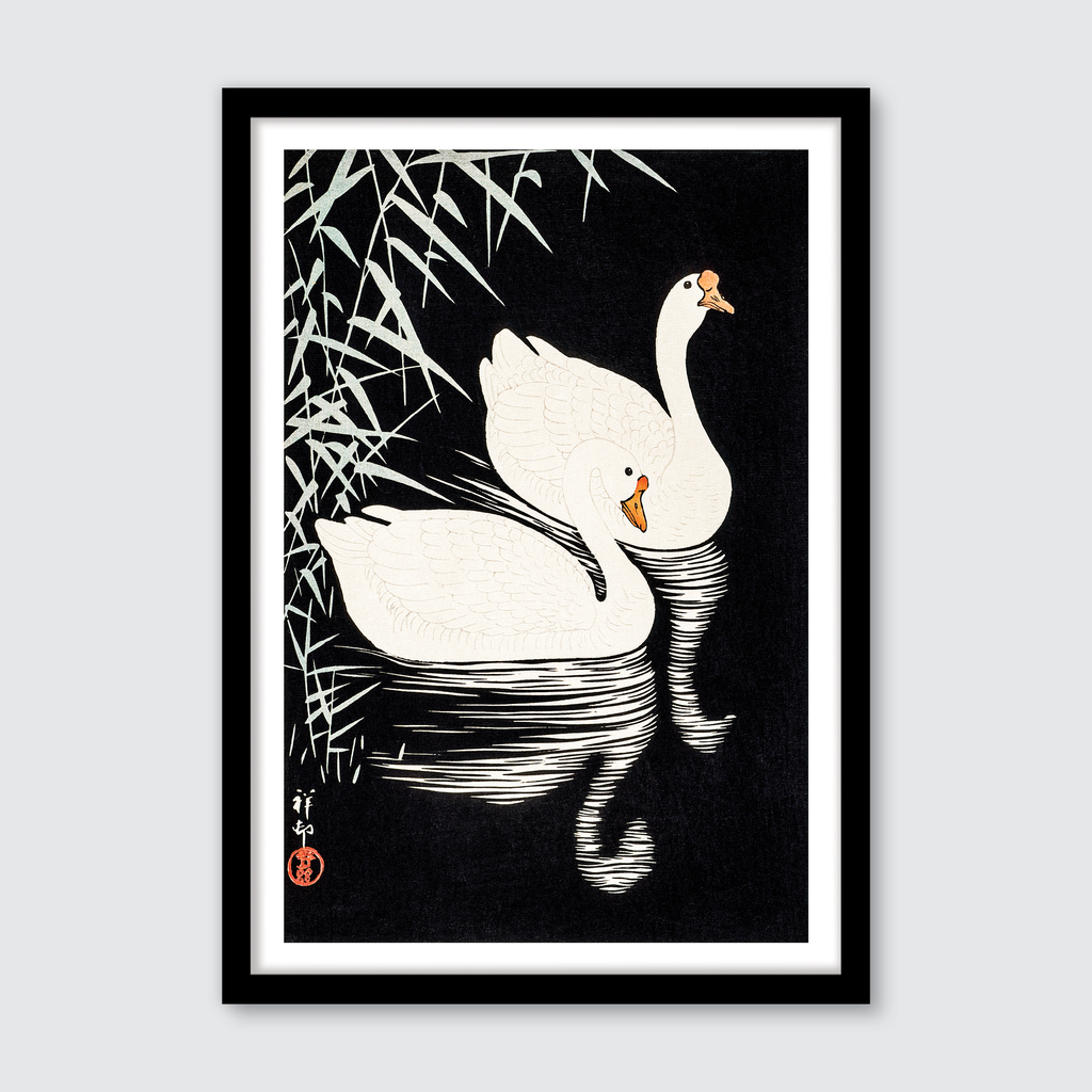 White Chinese Geese Swimming by Reeds