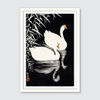 White Chinese Geese Swimming by Reeds