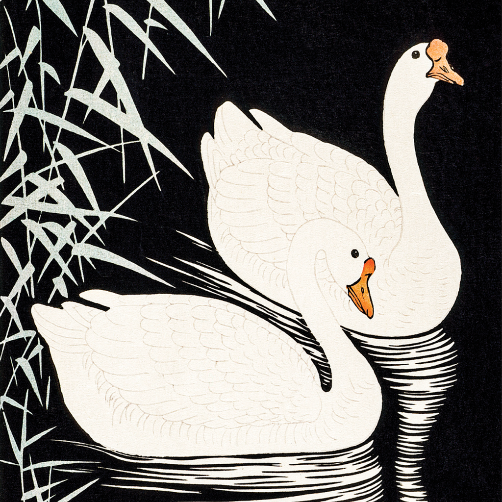 White Chinese Geese Swimming by Reeds