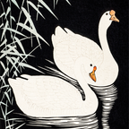 White Chinese Geese Swimming by Reeds