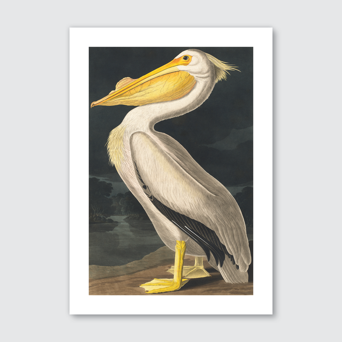 A hand-coloured engraving of a white pelican from John James Audubon's Birds of America series.