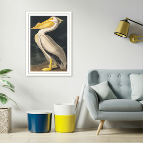 White Pelican