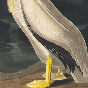 White Pelican