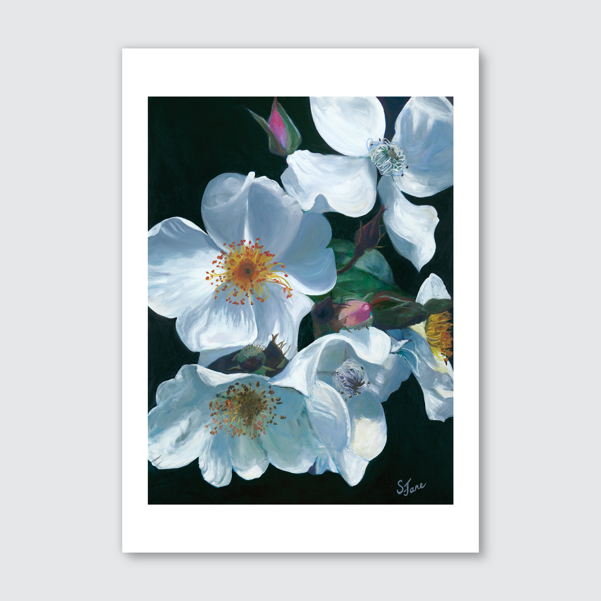 White Tumbling Briar Roses