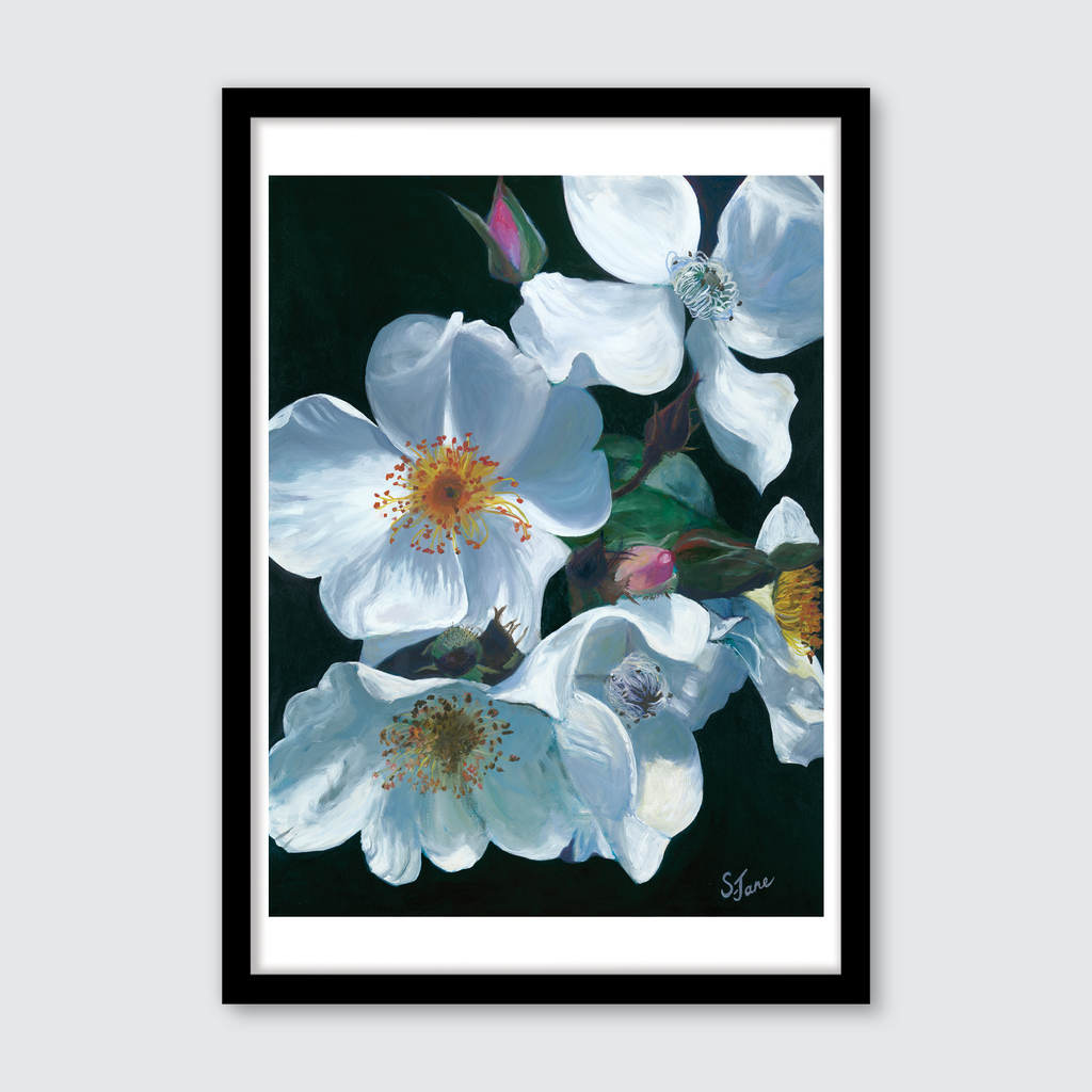 White Tumbling Briar Roses