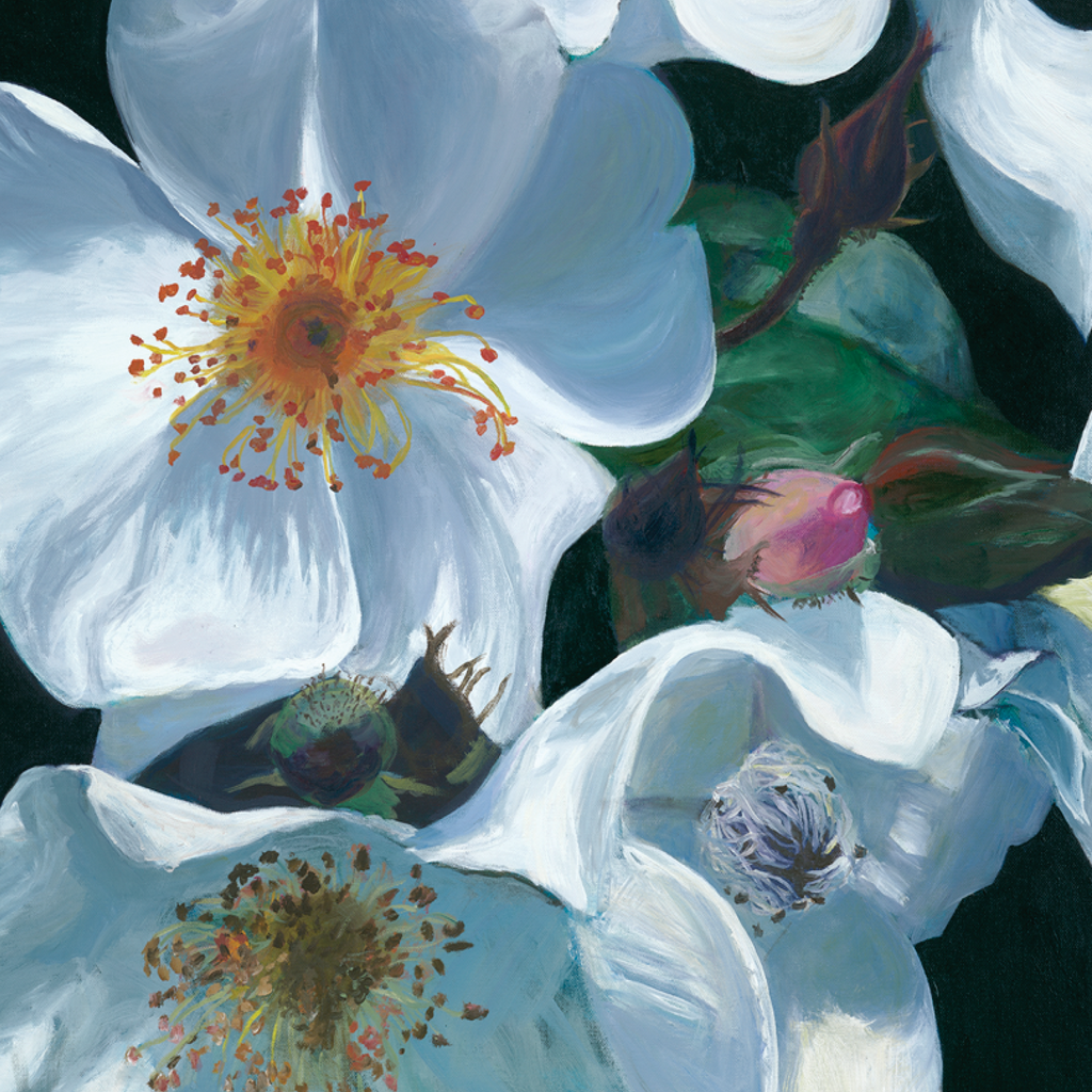 White Tumbling Briar Roses