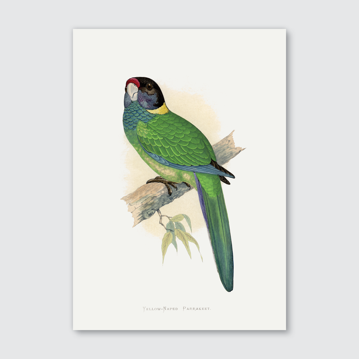 A vibrant illustration of a Yellow-Napped Parakeet with detailed colors and naturalistic style on a white background.