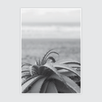 Beach Succulent