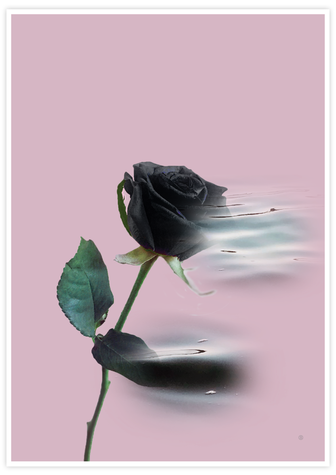 Enchanting Rose ✜