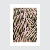 Feminine Fern