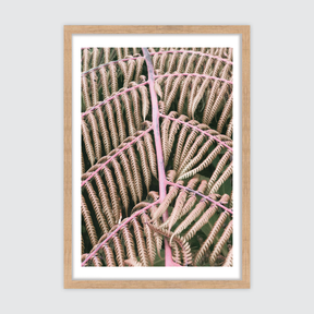 Feminine Fern