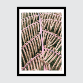 Feminine Fern